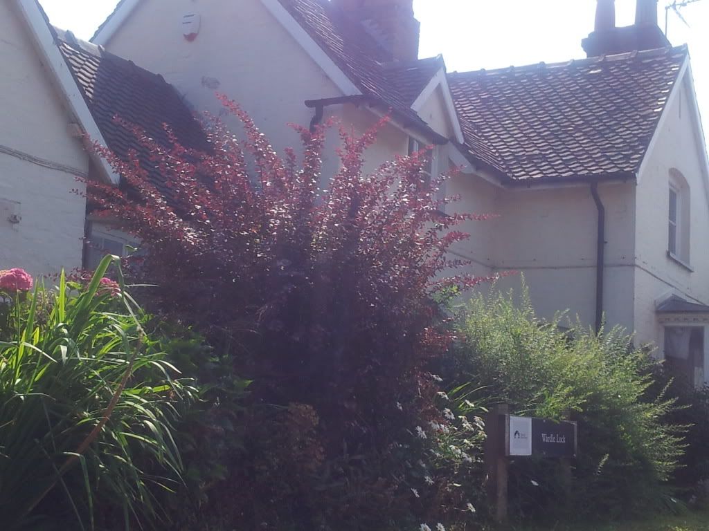 Damselfly Back up the Middlewich